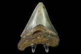 Fossil Megalodon Tooth - North Carolina #130077-2